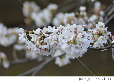 桜咲く 138971834