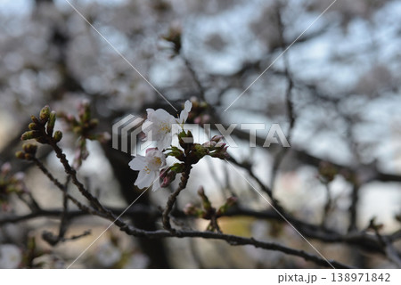 桜咲く 桜咲く 138971842