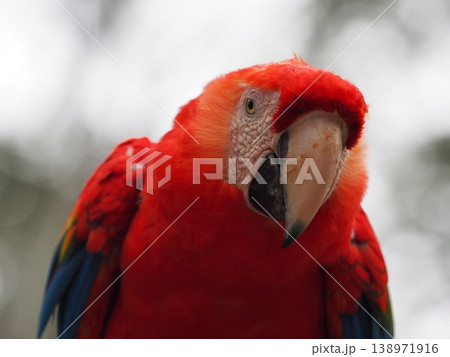 カメラ目線のコンゴウインコ　ホンジュラスにて 138971916