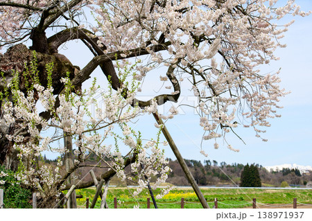 米沢の千歳桜 天然記念物 福島県 米沢の千歳桜 天然記念物 福島県 138971937
