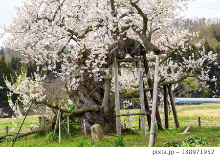 会津 米沢の千歳桜 天然記念物 福島県 会津 米沢の千歳桜 天然記念物 福島県 138971952
