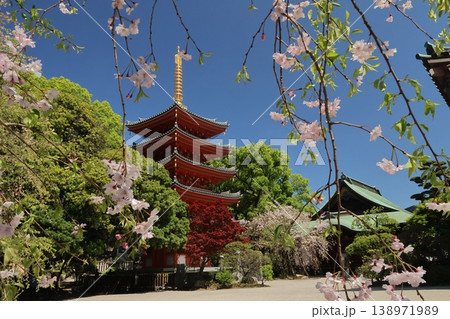 福岡市博多区「東長寺の五重塔と桜」 福岡市博多区「東長寺の五重塔と桜」 138971989