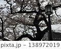 東京　千鳥ヶ淵　桜が満開 　外灯 138972019