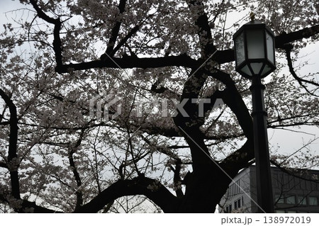 東京　千鳥ヶ淵　桜が満開 　外灯 138972019
