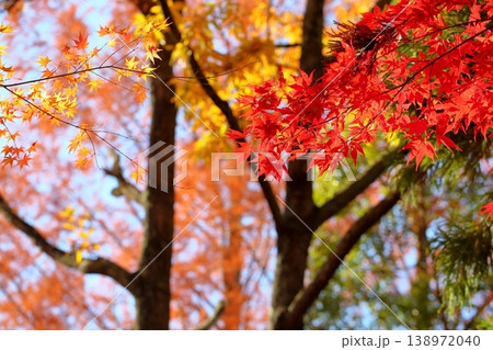 鮮やか　紅葉　カエデの葉 138972040