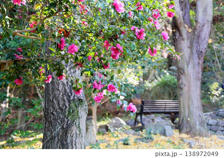 鮮やか　サザンカの花 138972049