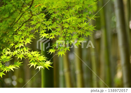 竹林の青もみじ 竹林の青もみじ 138972057