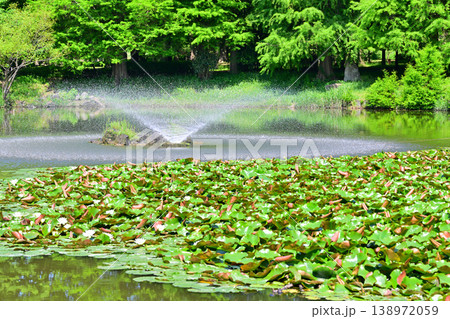 涼しさ増す噴水 城山公園 埼玉県桶川市 涼しさ増す噴水 城山公園 埼玉県桶川市 138972059
