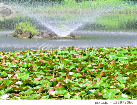涼しさ増す噴水 城山公園 埼玉県桶川市 涼しさ増す噴水 城山公園 埼玉県桶川市 138972060