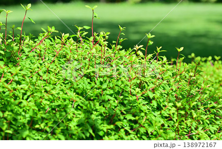 新緑の季節　緑一色のドウダンツツジ　 138972167