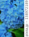 青色の紫陽花 138972189