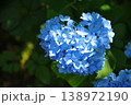 木漏れ日のハートの紫陽花 138972190
