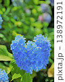 ハート型の紫陽花 138972191