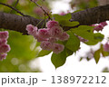 青空に映える淡いピンクの春の花 クローズアップ 138972212