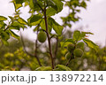 枝に実った青い梅の実 クローズアップ 138972214