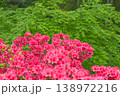 鮮やかなピンクのツツジと眩しい新緑の背景 138972216