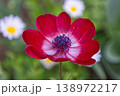 春の光を浴びて咲く赤いアネモネ 一輪 138972217