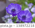 鮮やかに咲く青いアネモネの花 クローズアップ 138972218
