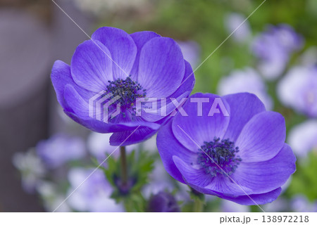 鮮やかに咲く青いアネモネの花 クローズアップ 138972218
