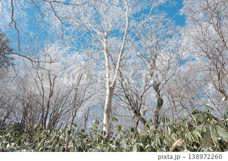 霧氷のダケカンバと冬の青空 足元に笹原が広がる三色のコントラスト 霧氷のダケカンバと冬の青空 足元に笹原が広がる三色のコントラスト 138972260