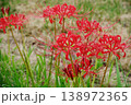 鮮やかに咲く赤い曼珠沙華の秋風景 138972365