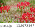 鮮やかに咲く赤い曼珠沙華の秋風景 138972367
