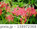 鮮やかに咲く赤い曼珠沙華の秋風景 138972368