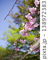 青空に映える八重桜 138972383