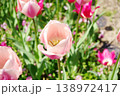 春の花壇に咲くピンク色のチューリップの花 138972417