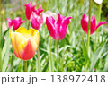 春の花壇に咲く白と黄色のチューリップ 138972418