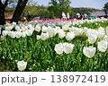 白いチューリップ 138972419