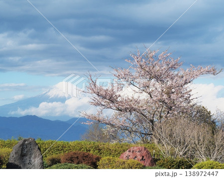 静岡県 桜と富士の名所 日本平 4月 静岡県 桜と富士の名所 日本平 4月 138972447