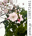 雨露をまとった桜のクローズアップ 春のやわらかな情景 138972461