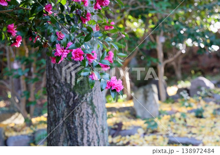 鮮やか　サザンカの花 138972484