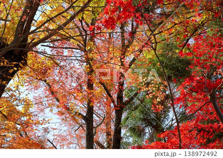鮮やか　紅葉　カエデの葉 138972492