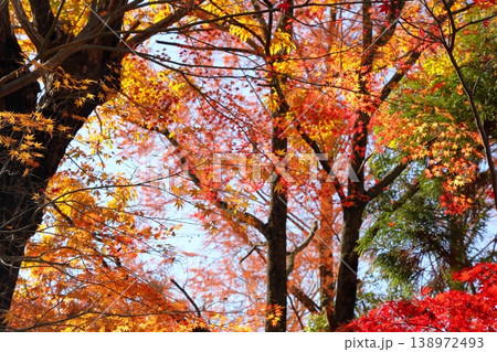 鮮やか　黄葉　カエデの葉 138972493