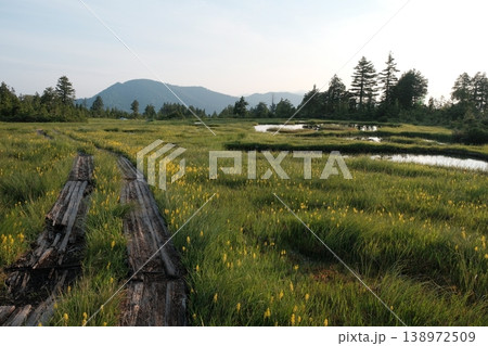 夏の尾瀬・燧ヶ岳の湿原に広がるキンコウカの群生と池塘 朝の光に輝く木道と高山植物 夏の尾瀬・燧ヶ岳の湿原に広がるキンコウカの群生と池塘 朝の光に輝く木道と高山植物 138972509