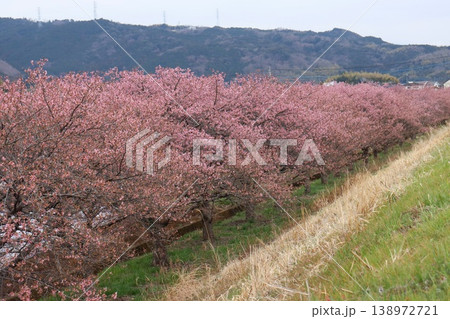 かんなみの桜 カワヅザクラ 初春 伊豆 畑毛温泉付近 かんなみの桜 カワヅザクラ 初春 伊豆 畑毛温泉付近 138972721