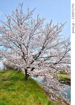 桂の背割の桜 138972743