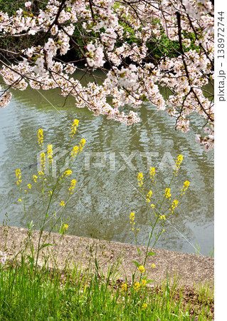 桂の背割の桜 138972744