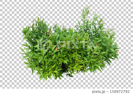Syzygium paniculatum Eugenia Shrub Syzygium paniculatum Eugenia Shrub 138972792