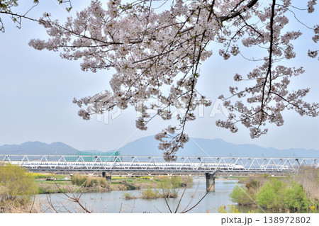 桂の背割の桜 桂の背割の桜 138972802