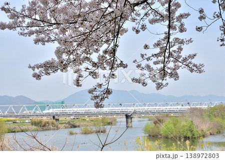 桂の背割の桜 桂の背割の桜 138972803