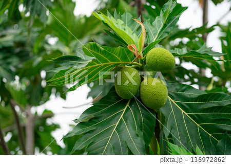 Breadfruit on breadfruit tree with green leaves in the garden. Tropical tree with thick leaves are deeply cut. Flowering tree. Staple food. Plant give phytochemicals use for insect repellent. 138972862
