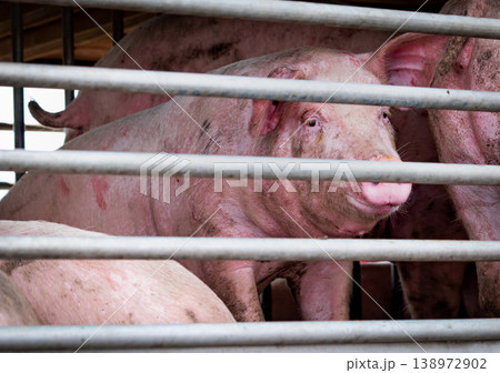 Pigs in truck transport from farm to slaughterhouse. Meat industry. Animal meat market. Animals rights concept. Pig suffering during delivery to pork processing factory. Swine flu (H1N1 virus)carrier. Pigs in truck transport from farm to slaughterhouse. Meat industry. Animal meat market. Animals rights concept. Pig suffering during delivery to pork processing factory. Swine flu (H1N1 virus)carrier. 138972902