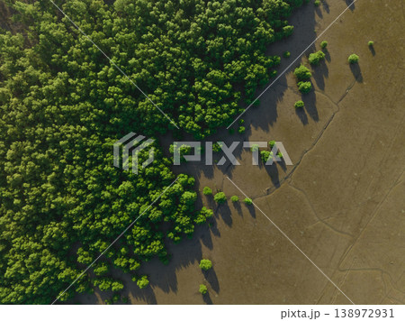 Green mangrove forest with morning sunlight. Mangrove ecosystem. Natural carbon sinks. Mangroves capture CO2 from the atmosphere. Blue carbon ecosystems. Mangroves absorb carbon dioxide emissions. Green mangrove forest with morning sunlight. Mangrove ecosystem. Natural carbon sinks. Mangroves capture CO2 from the atmosphere. Blue carbon ecosystems. Mangroves absorb carbon dioxide emissions. 138972931