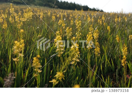 夏の尾瀬・湿原で逆光に輝くキンコウカの群生 朝の斜光を浴びて透き通る高山植物の花びら 夏の尾瀬・湿原で逆光に輝くキンコウカの群生 朝の斜光を浴びて透き通る高山植物の花びら 138973158