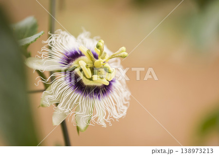 パッションフルーツの花 パッションフルーツの花 138973213
