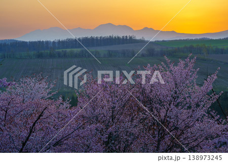 北海道深山峠から望む日の出と桜と大雪山の春風景 北海道深山峠から望む日の出と桜と大雪山の春風景 138973245