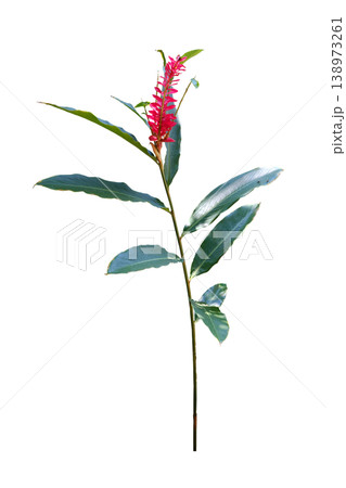 Red Ginger (Alpinia purpurata). Blooming colourfully 138973261